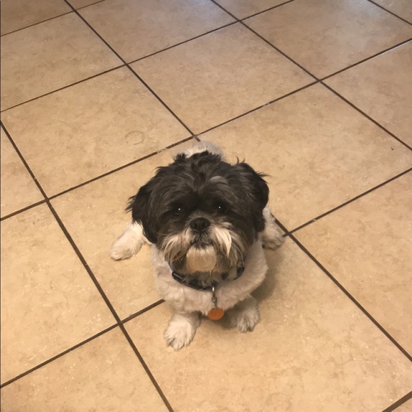 Meet your Posher, Mitzi - Picture 1 of 1